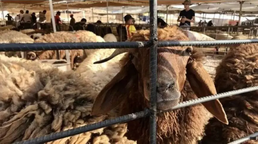 الأمانة تحدد مواقع حظائر بيع وذبح الأضاحي 